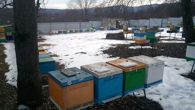 Результат зимовки 2024-25