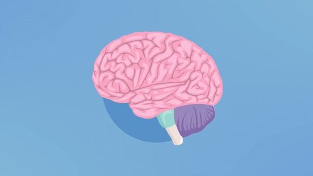 Как устроен головной мозг смотреть онлайн