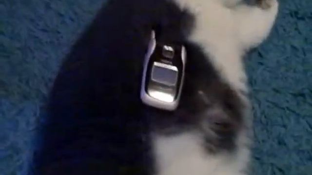 chunky radar, the cat table смотреть онлайн