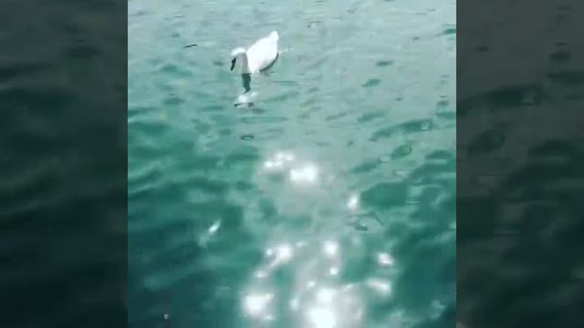 А белый лебедь на пруду качает павшую звезду ... смотреть онлайн