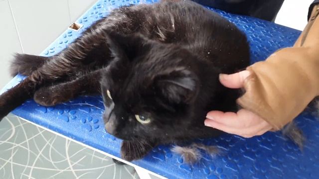 Matted Fur Removal On Elderly Shorthaired Cat смотреть онлайн