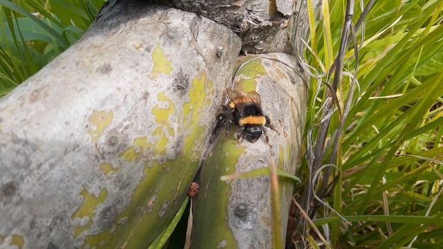 Insectos de Bulnes 2 смотреть онлайн