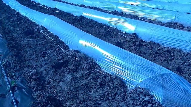 Кукуруза сладкая,сахарная, состояние на апрель.