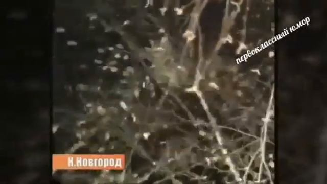 Спасение солдатом рядового барсика смотреть онлайн