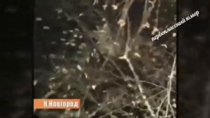 Спасение солдатом рядового барсика