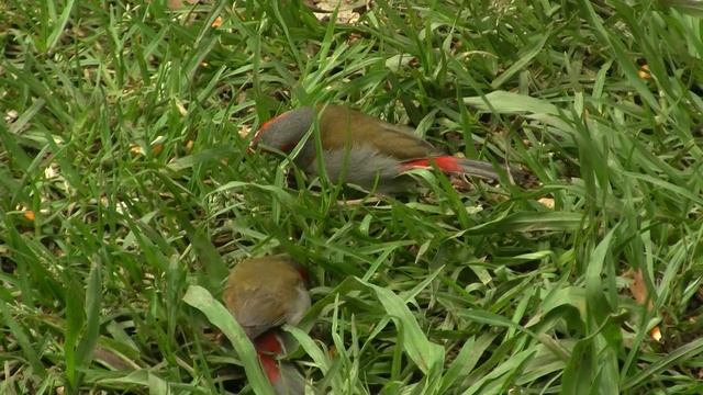 2 Red-browed Finches (Neochmia temporalis) смотреть онлайн