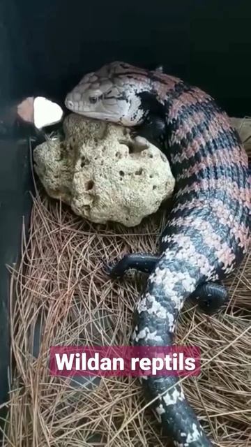 kadal panana (blue tongue skink) #shorts смотреть онлайн