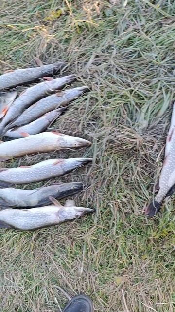 Река Пышма 2024 октябрь