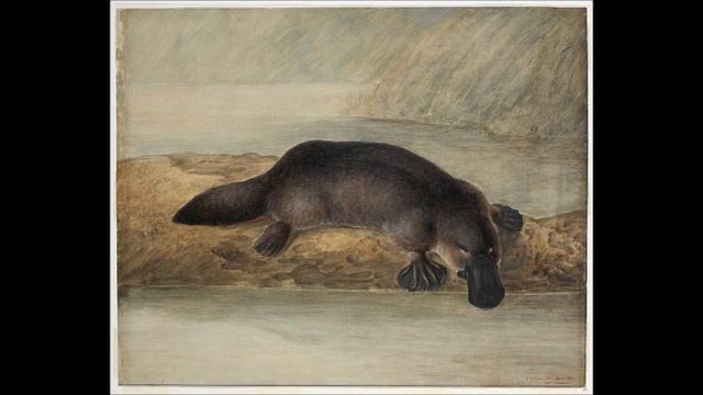 Голос Утконоса.