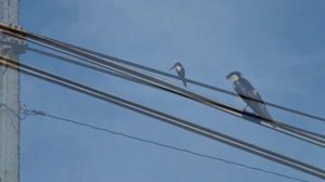 ПТИЧКА НА ПРОВОДЕ музыка Hans Zimmer  Птичка на  Проводе  автор клипа Зоя Боур-Москаленко