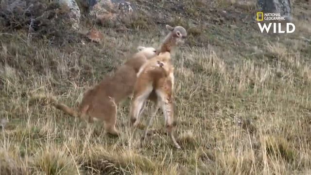 Un jeune puma achève sa première proie смотреть онлайн