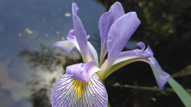 Northern Blue Flag (Iris versicolor) & Pond Life смотреть онлайн