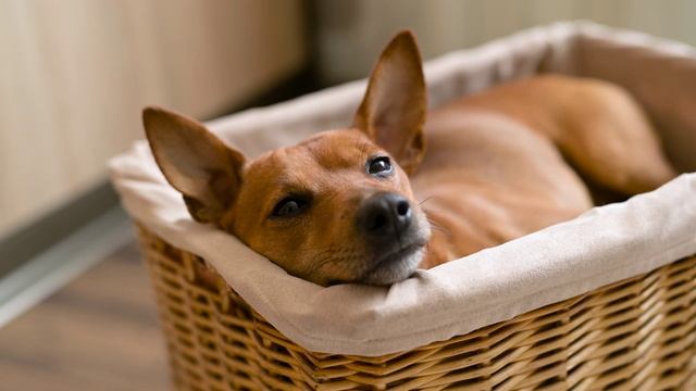 1111990_Sleep_Brown_1280x720