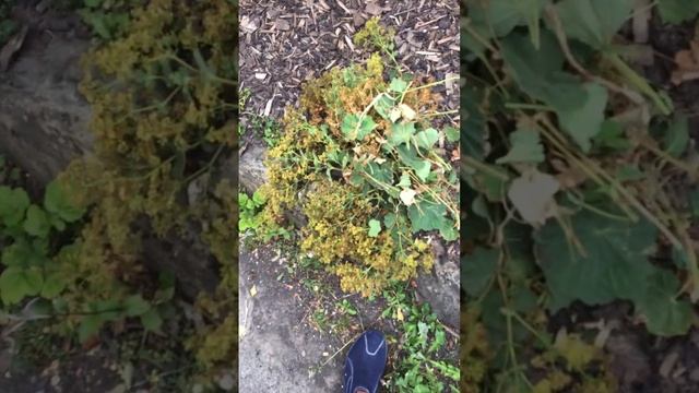 Alchemilla Mollis " Ladies Mantle" pruning смотреть онлайн