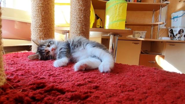 Котик Кирюша смотреть онлайн