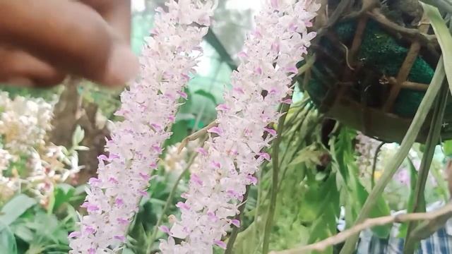 #ORCHIDARIUM#National Orchid Park # смотреть онлайн