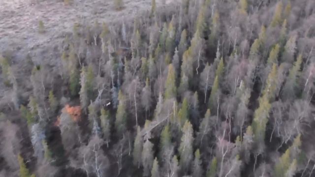 Работа ЗСЛ по медведю 1080p смотреть онлайн