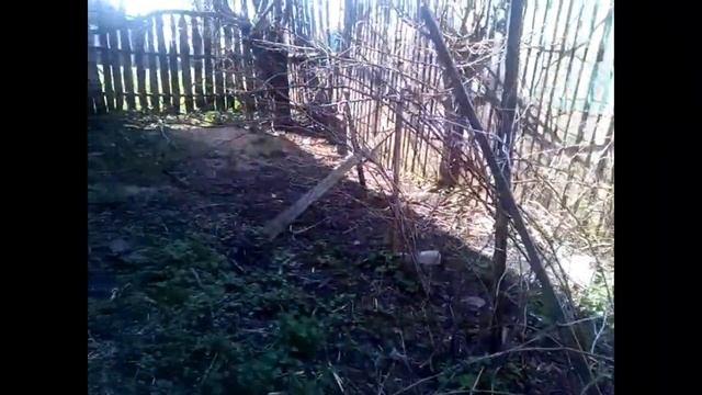 МАй , МАлина да МАшина . Привожу в порядок сад с малиной . смотреть онлайн