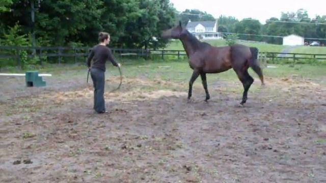 Training Video- Calming the Anxious Horse (Featuring Quick Smile) смотреть онлайн