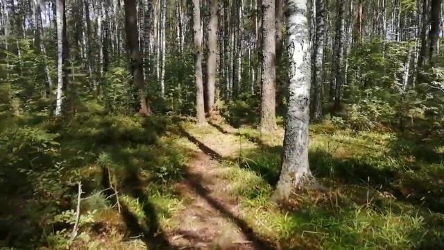 АСМР Лес моей души при участии Antonio Kovonni ASMR смотреть онлайн