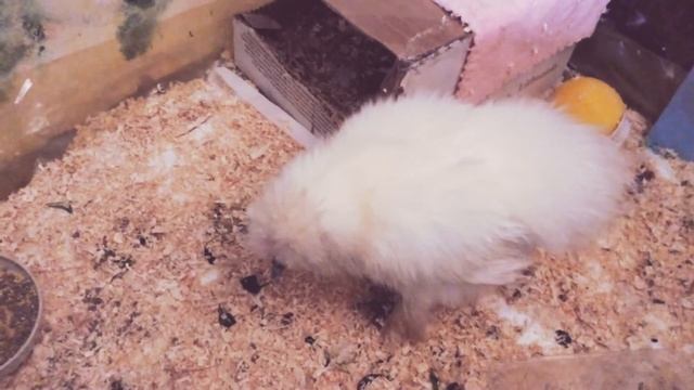 Китайская шелковая курочка смотреть онлайн