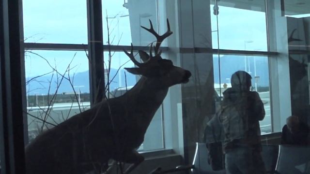Ancorage International Airport Aug 2018 смотреть онлайн
