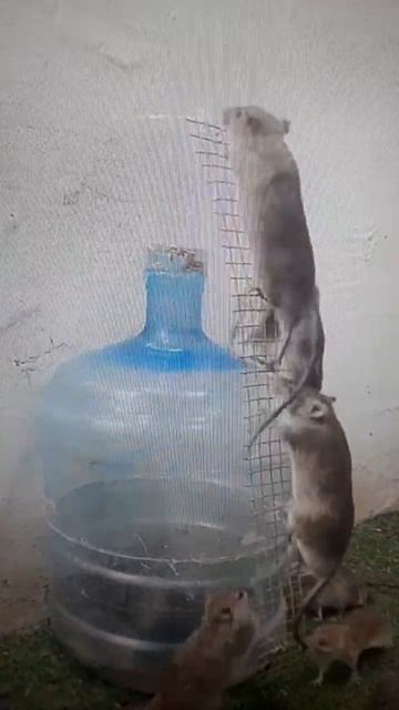 #shorts mouse trap 🐀 🐁 🐭 🐀 🐁 🐭 rat trap смотреть онлайн