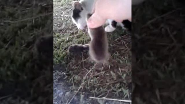+прикол+Мышь спортсмен.. смотреть онлайн