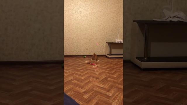 Живем с мейн-куном смотреть онлайн
