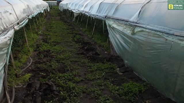 Привядает макушка, проветривание, 16 мая 2017 года смотреть онлайн