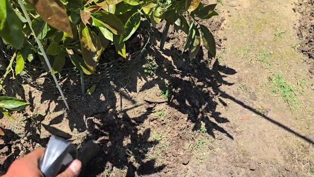 FEEDING AND MULCHING FRUIT TREES: MULTI-GRAFT PLUOT, LAMB HASS AVOCADO, and BEARSS LIME смотреть онлайн