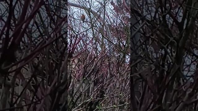 Зарянка поет весну зовёт... смотреть онлайн