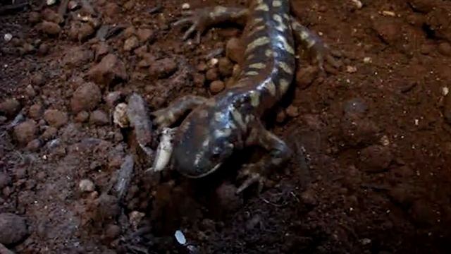 Salamander presentation 2016 смотреть онлайн