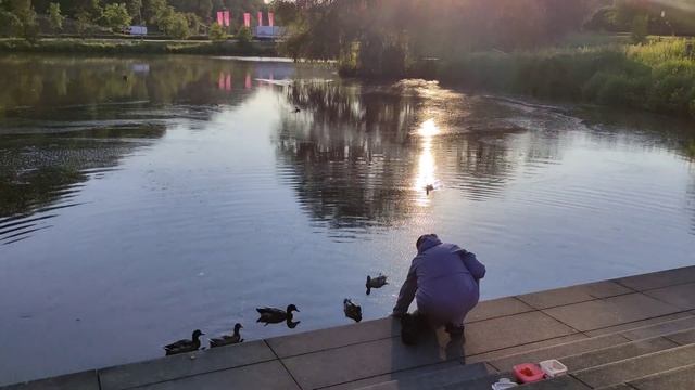 Утиный пир. Мир диких уток в парке в Германии. В парке бегают зайцы. смотреть онлайн