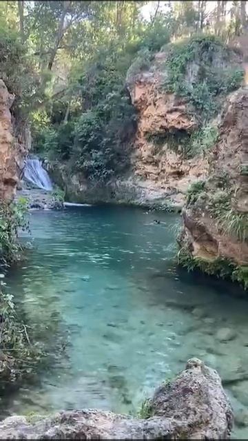 Pastor Belga Malinois Max. Edad 7 meses. Nadando en el rio de montaña con agua muy limpia.