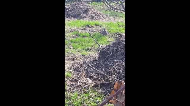 Дикие голуби строят гнездо. смотреть онлайн