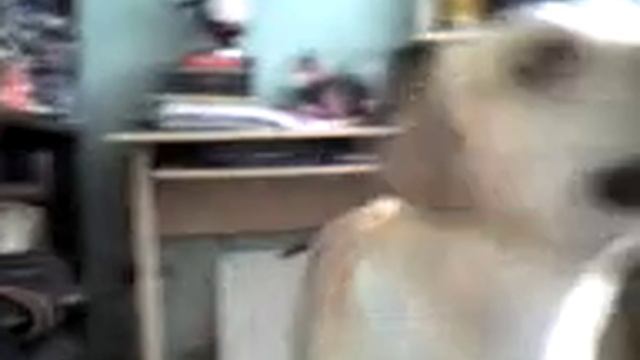 Kuzu Ladrido смотреть онлайн