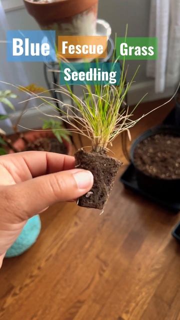 Blue Fescue Grass #gardening #homesteading #plants #seedstarting #planttips #bluefescuegrass #grass смотреть онлайн