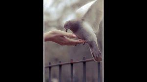 «Летел голубь, летел сизый»       Русская народная песня