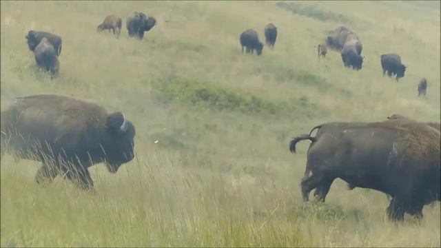 A great adventure @ The National Bison Range, a top Montana tourist attraction смотреть онлайн