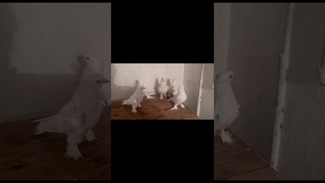 5 та учма ок 1 жуфт чил ва 1 жуфт кизил тош сотилади смотреть онлайн