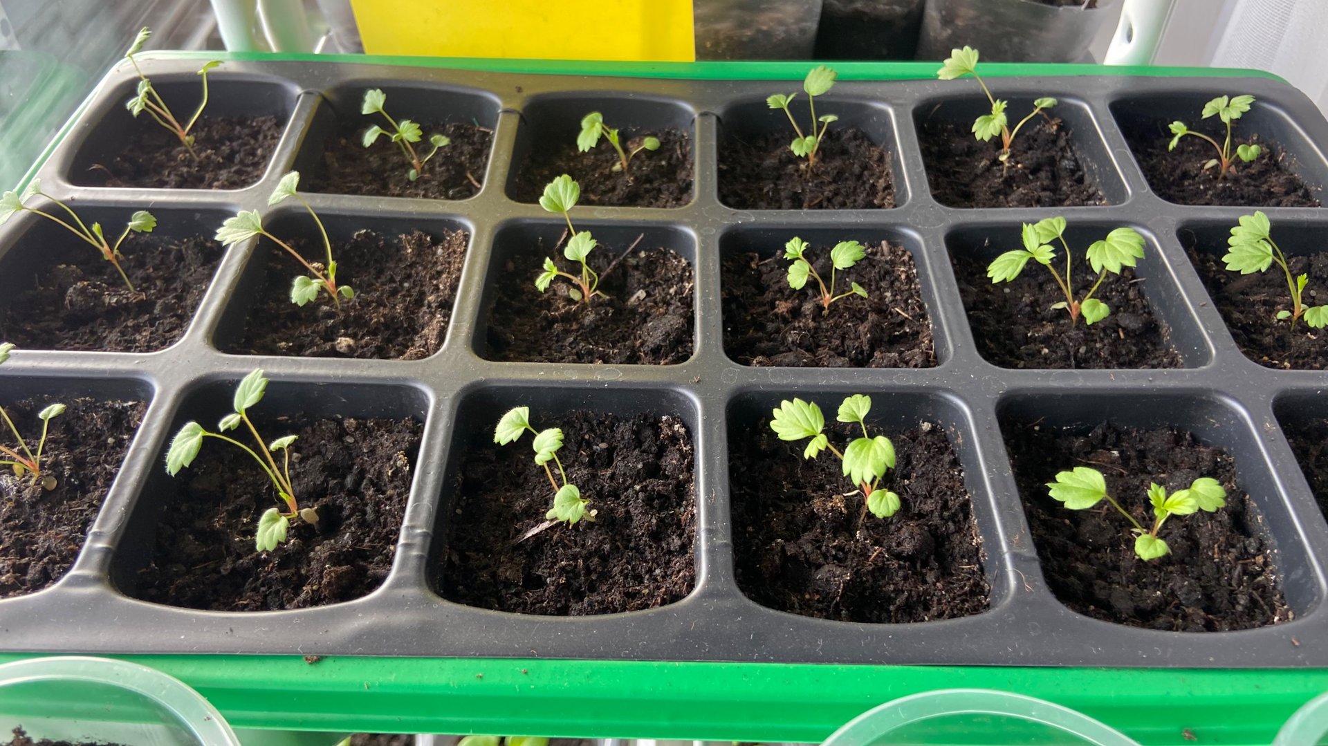 Развитие земляники на 39 день с момента посева. смотреть онлайн