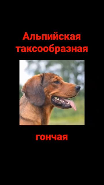 Собака породы Альпийская таксообразная гончая. У меня есть такая смотреть онлайн