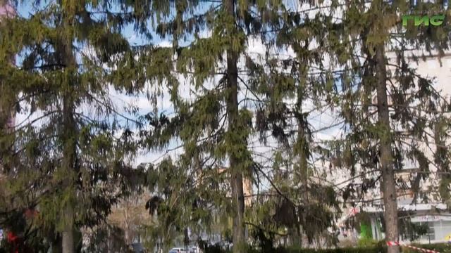 Общественные пространства Самары обрабатывают от клещей смотреть онлайн