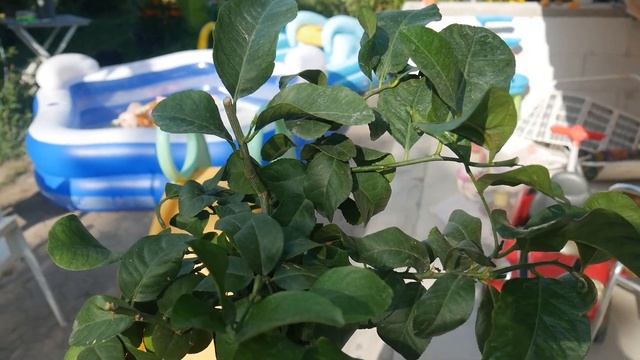 Citron Femminello A Zagara Bianca