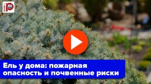 Ель у дома: почему наши предки никогда не сажали это дерево рядом с жилищем?