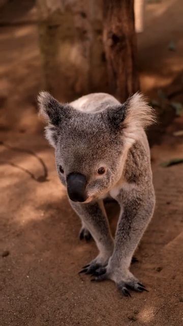 Cute Koala #shorts #koala смотреть онлайн