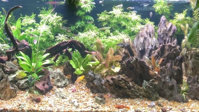 NO WATER CHANGE AQUARIUM- DO IT YOURSELF (DIY) AQUAPONIC/HYDROPONIC FILTRATION
