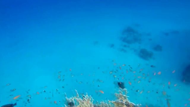 Zebrasoma wielobarwna - Zebrasoma Desjardinii - Sailfin Tang смотреть онлайн