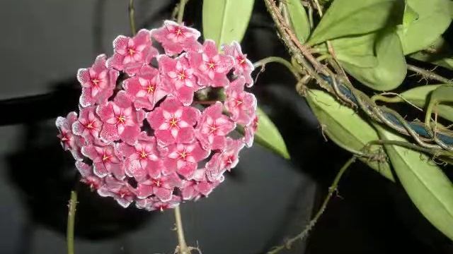 Silver-Pink Hoya Time Lapse смотреть онлайн